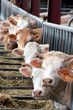 vache