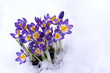 Photo: Spring purple Crocus in snow Spring purple Crocus in snow