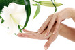 Woman hands and lilly flower Woman hands and lilly flower