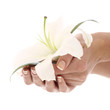 Woman hands and lilly flower Woman hands and lilly flower