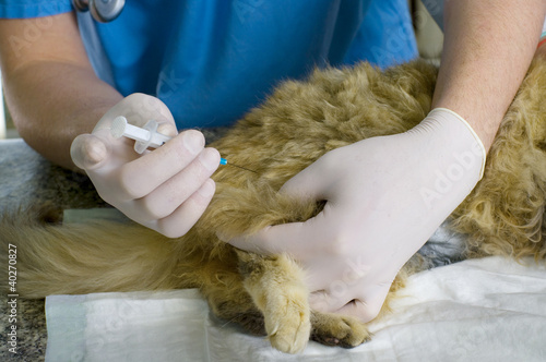 Photo: veterinarian makes the injection of a cat veterinarian makes the injection of a cat
