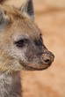 Spotted (laughing) Hyena - Crocuta crocuta