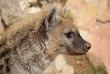 Spotted (laughing) Hyena - Crocuta crocuta
