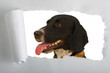 Torn Paper with dog inside