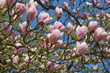 Dahlienblüte in Baden-Baden