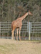 Girafe