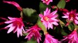 Epiphytic cactus bloom on the black (Schlumbergera) timelapse