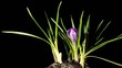 Growth of violet crocuses on the black (crocus Remembrance) Growth of violet crocuses on the black (crocus Remembrance)