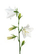 Foto: Campanula Campanula