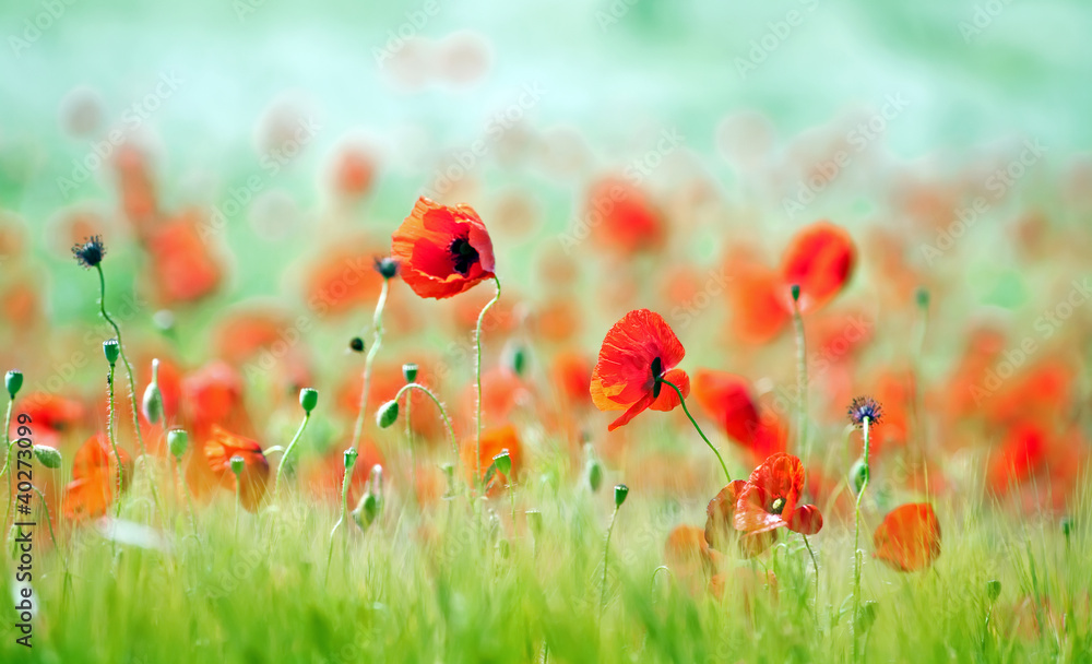 mohnblumen