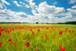 Foto: mohnblumenfeld mohnblumenfeld
