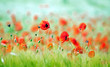 Foto: mohnblumen mohnblumen