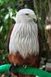Hawk