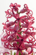 Pink Flower