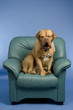 Dog on a armchair yawning