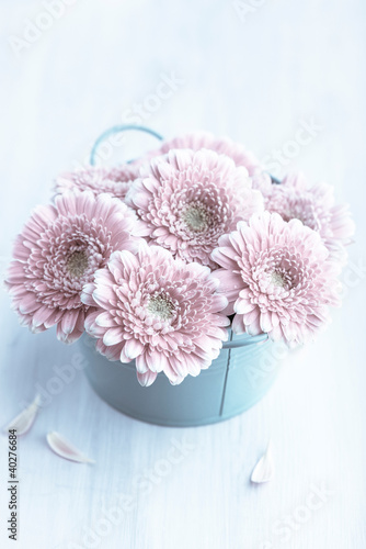 Photo: Pink Gerbera Daisies in a Pot Pink Gerbera Daisies in a Pot