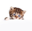 Kitten banner isolated on white