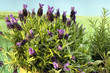 Lavendel