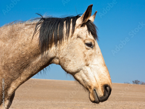 Photo: Cheval profil Cheval profil