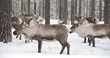Detaily fotografie reindeer