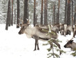 Detaily fotografie reindeer