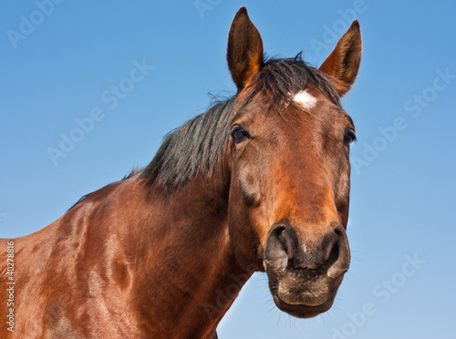 Photo: Cheval sur fond de ciel bleu Cheval sur fond de ciel bleu