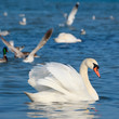 White swans floating on the water White swans floating on the water