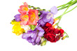 Blooming Freesia. Blooming Freesia.