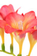 Beautiful flowers freesia Beautiful flowers freesia