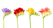Sprigs of freesia Sprigs of freesia