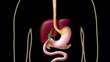 Digestive process