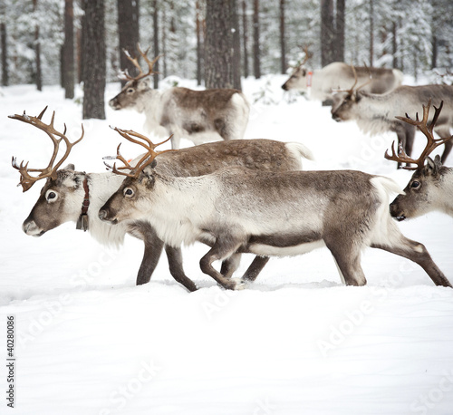 Photo: reindeer reindeer