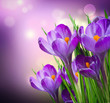 Crocus Spring Flowers