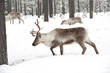 reindeer