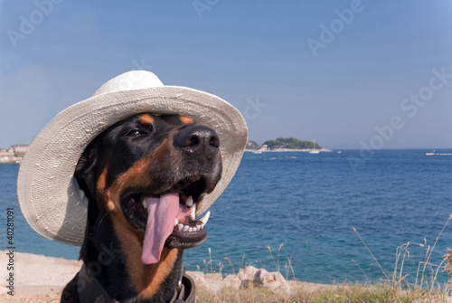 Photo: cool dog with hat enjoying the sun cool dog with hat enjoying the sun
