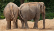 elephants bathing