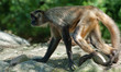 spider-monkey