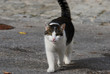 cat walking on the street
