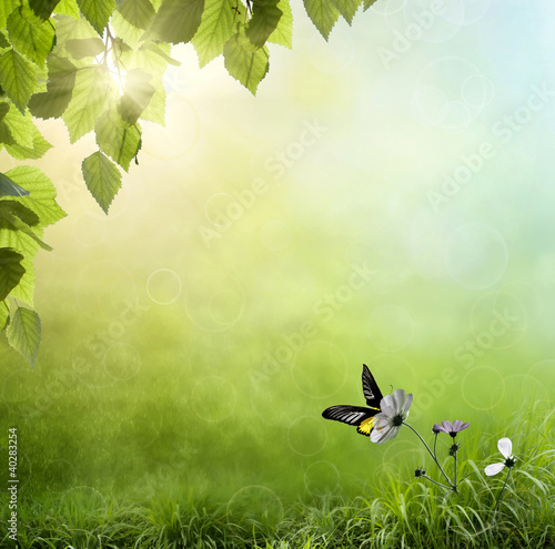 Photo: Spring background early in the morning with a butterfly Spring background early in the morning with a butterfly