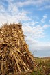 Amish Harvested Corn
