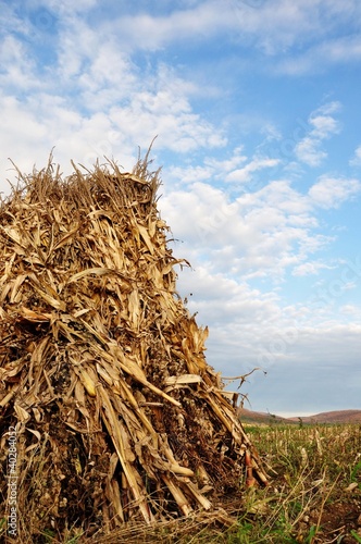 Photo: Amish Harvested Corn Amish Harvested Corn