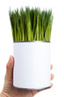 Green grass and metal can