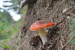 Photo en ligne au meilleur prix Champignon amanite tue mouche