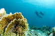 shilhoueted scuba divers swim over reef