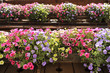 Foto: fioriture primaverili su balcone fioriture primaverili su balcone