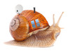 The snail with his mobil home on a white background..