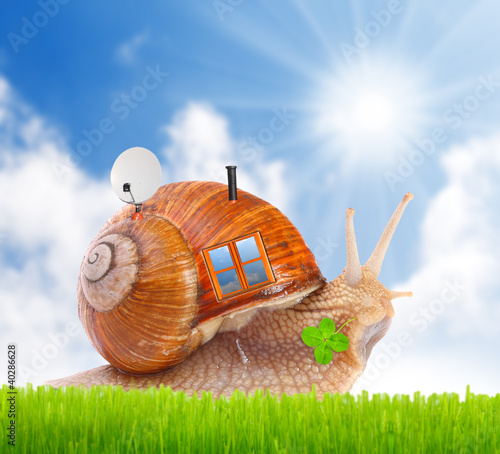 Photo: The snail with his mobil home on the road. The snail with his mobil home on the road.