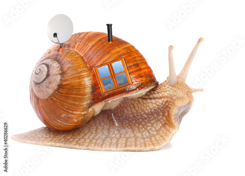 Photo: The snail with his mobil home on a white background.. The snail with his mobil home on a white background..