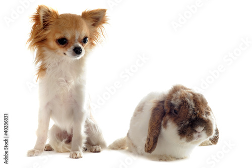 Foto: chihuahua et lapin bélier nain chihuahua et lapin bélier nain
