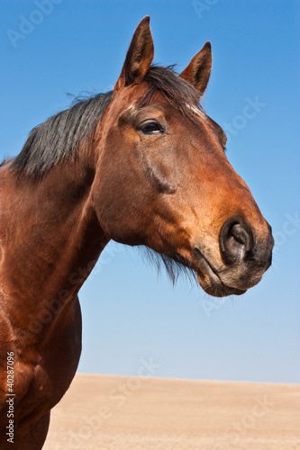Photo: Magnifique cheval Magnifique cheval